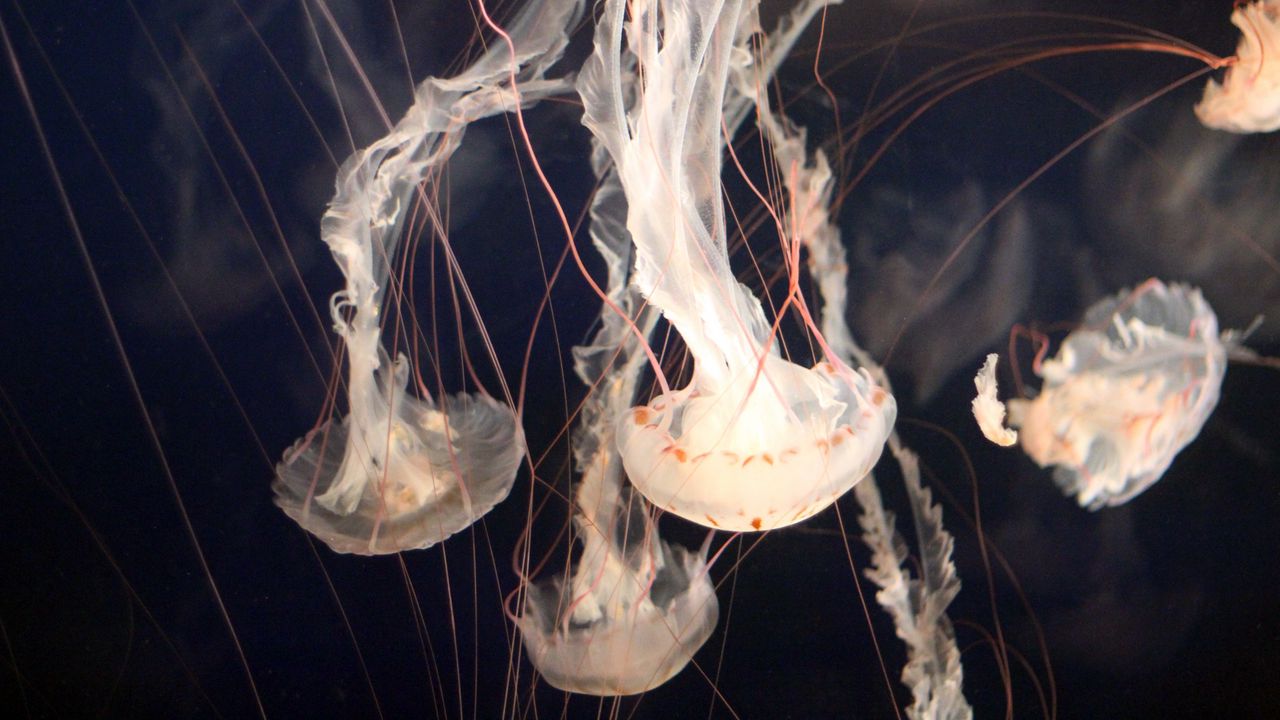 Wallpaper jellyfish, underwater, tentacles, swimming
