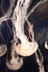 Preview wallpaper jellyfish, underwater, tentacles, swimming