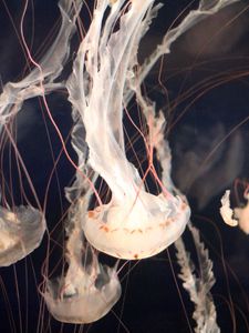 Preview wallpaper jellyfish, underwater, tentacles, swimming