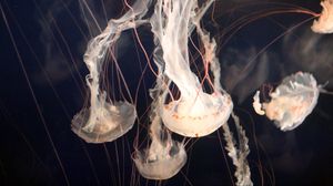 Preview wallpaper jellyfish, underwater, tentacles, swimming