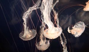 Preview wallpaper jellyfish, underwater, tentacles, swimming