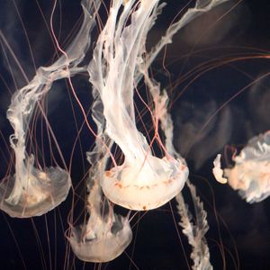 Preview wallpaper jellyfish, underwater, tentacles, swimming