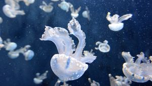 Preview wallpaper jellyfish, underwater, tentacles, swimming