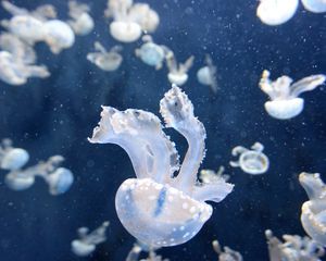 Preview wallpaper jellyfish, underwater, tentacles, swimming