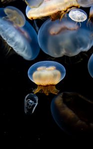 Preview wallpaper jellyfish, underwater, tentacles, black background