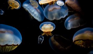 Preview wallpaper jellyfish, underwater, tentacles, black background