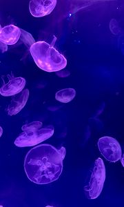Preview wallpaper jellyfish, underwater, water, glow