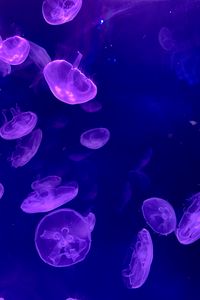 Preview wallpaper jellyfish, underwater, water, glow