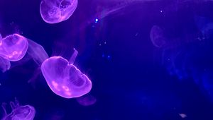 Preview wallpaper jellyfish, underwater, water, glow