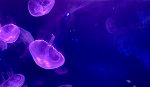 Preview wallpaper jellyfish, underwater, water, glow