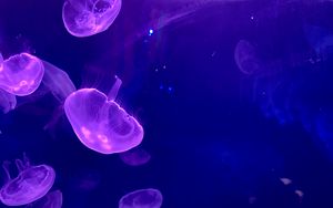 Preview wallpaper jellyfish, underwater, water, glow