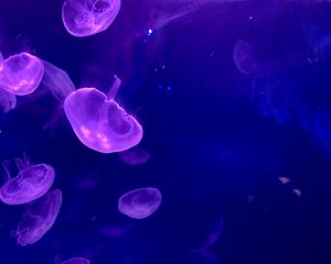 Preview wallpaper jellyfish, underwater, water, glow