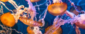 Preview wallpaper jellyfish, underwater, water, macro