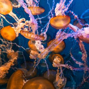 Preview wallpaper jellyfish, underwater, water, macro