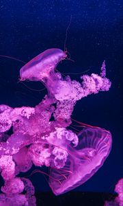 Preview wallpaper jellyfish, underwater, water, macro, purple