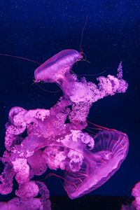 Preview wallpaper jellyfish, underwater, water, macro, purple