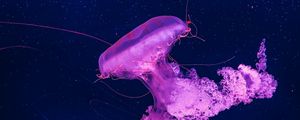 Preview wallpaper jellyfish, underwater, water, macro, purple