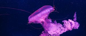 Preview wallpaper jellyfish, underwater, water, macro, purple