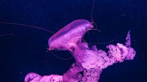 Preview wallpaper jellyfish, underwater, water, macro, purple