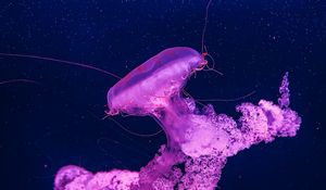 Preview wallpaper jellyfish, underwater, water, macro, purple