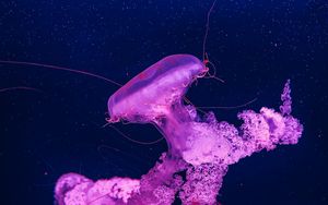 Preview wallpaper jellyfish, underwater, water, macro, purple