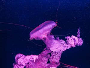 Preview wallpaper jellyfish, underwater, water, macro, purple