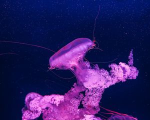 Preview wallpaper jellyfish, underwater, water, macro, purple