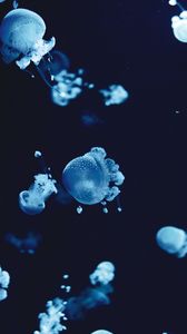 Preview wallpaper jellyfish, underwater, water, macro, blue