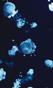 Preview wallpaper jellyfish, underwater, water, macro, blue