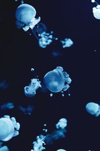 Preview wallpaper jellyfish, underwater, water, macro, blue