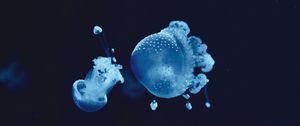 Preview wallpaper jellyfish, underwater, water, macro, blue