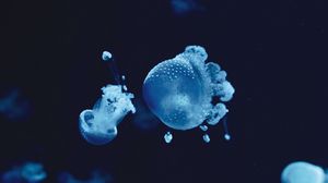 Preview wallpaper jellyfish, underwater, water, macro, blue