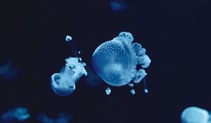 Preview wallpaper jellyfish, underwater, water, macro, blue