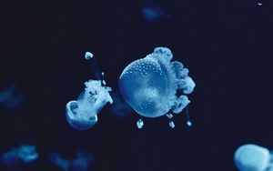 Preview wallpaper jellyfish, underwater, water, macro, blue