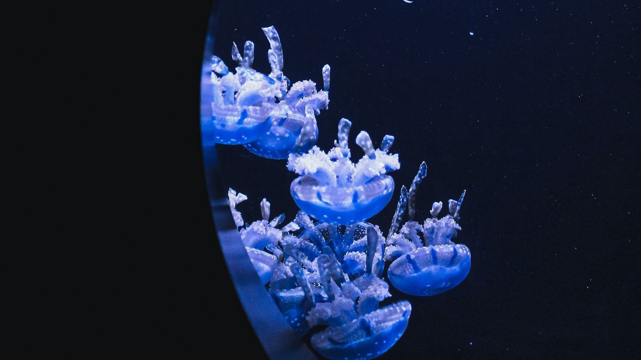 Wallpaper jellyfish, underwater, water, porthole, macro
