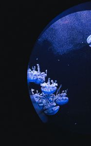 Preview wallpaper jellyfish, underwater, water, porthole, macro