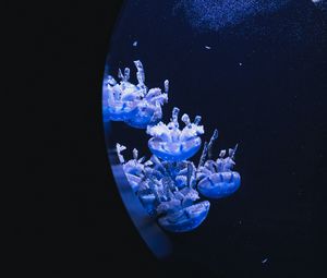 Preview wallpaper jellyfish, underwater, water, porthole, macro