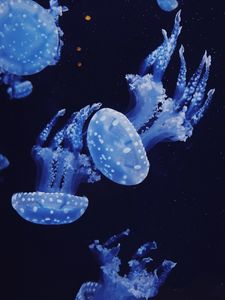 Preview wallpaper jellyfish, underwater, water, macro, dark