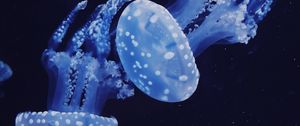 Preview wallpaper jellyfish, underwater, water, macro, dark