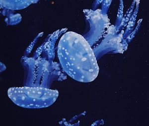 Preview wallpaper jellyfish, underwater, water, macro, dark