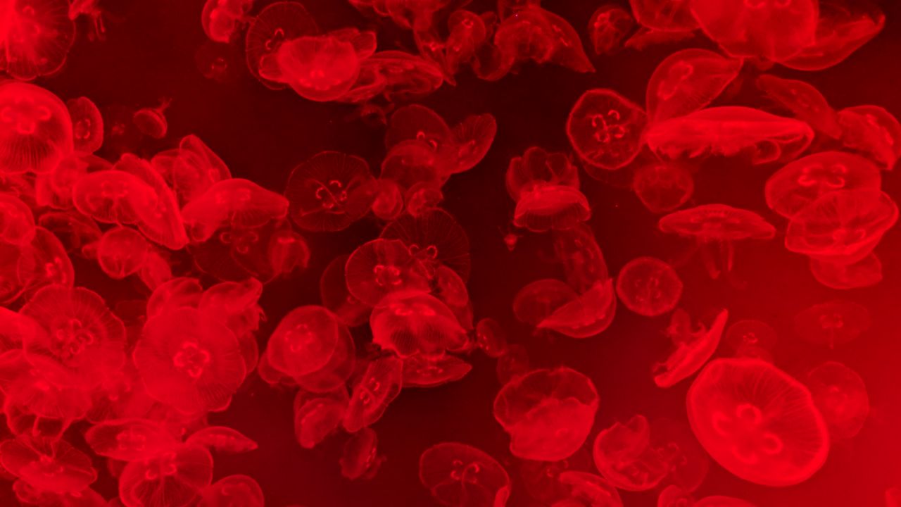 Wallpaper jellyfish, underwater, water, macro, red