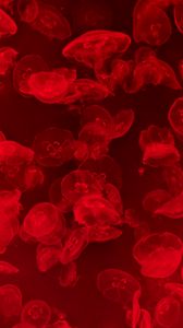 Preview wallpaper jellyfish, underwater, water, macro, red