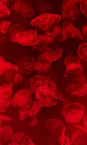 Preview wallpaper jellyfish, underwater, water, macro, red