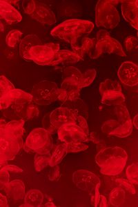 Preview wallpaper jellyfish, underwater, water, macro, red