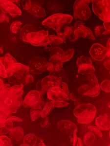 Preview wallpaper jellyfish, underwater, water, macro, red