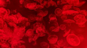 Preview wallpaper jellyfish, underwater, water, macro, red