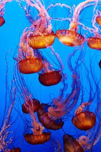 Preview wallpaper jellyfish, underwater, water, blue