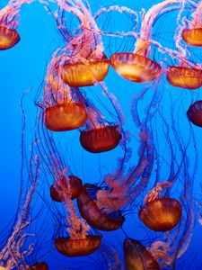 Preview wallpaper jellyfish, underwater, water, blue