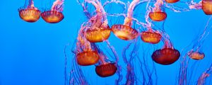 Preview wallpaper jellyfish, underwater, water, blue