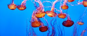 Preview wallpaper jellyfish, underwater, water, blue
